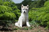 SIBERIAN HUSKY 340
